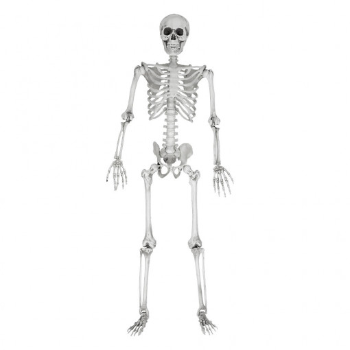 Ljudski Kostur 170 cm