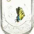 Moj Leptir U Tegli - Yellow Swallowtail