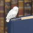 Harry Potter Hedwig Bookmarker